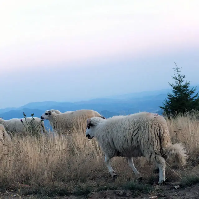 Photographing Mountain nature
