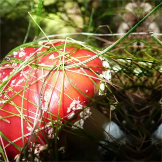 Living mountain nature