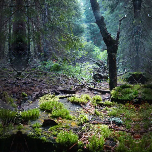 Woods &Colors inspiration